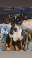 Cindy, a female Jack Russell Terrier and Miniature Australian Shepherd for sale in Romeo, MI – Photo 1 of 2