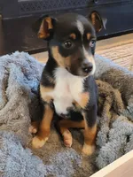 Cindy, a female Jack Russell Terrier and Miniature Australian Shepherd for sale in Romeo, MI – Photo 2 of 2