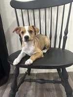 Johnny, a male Rat Terrier for sale in Romeo, MI – 3 of 6