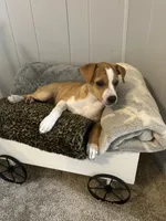 Johnny, a male Rat Terrier for sale in Romeo, MI – 4 of 6