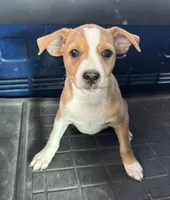 Thomas, a male Rat Terrier for sale in Romeo, MI – 7 of 8