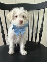 Kevin, a male Shih Tzu and Poodle - Miniature  for sale in Romeo, MI – 3 of 7