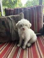 Kevin, a male Shih Tzu and Poodle - Miniature  for sale in Romeo, MI – 6 of 7