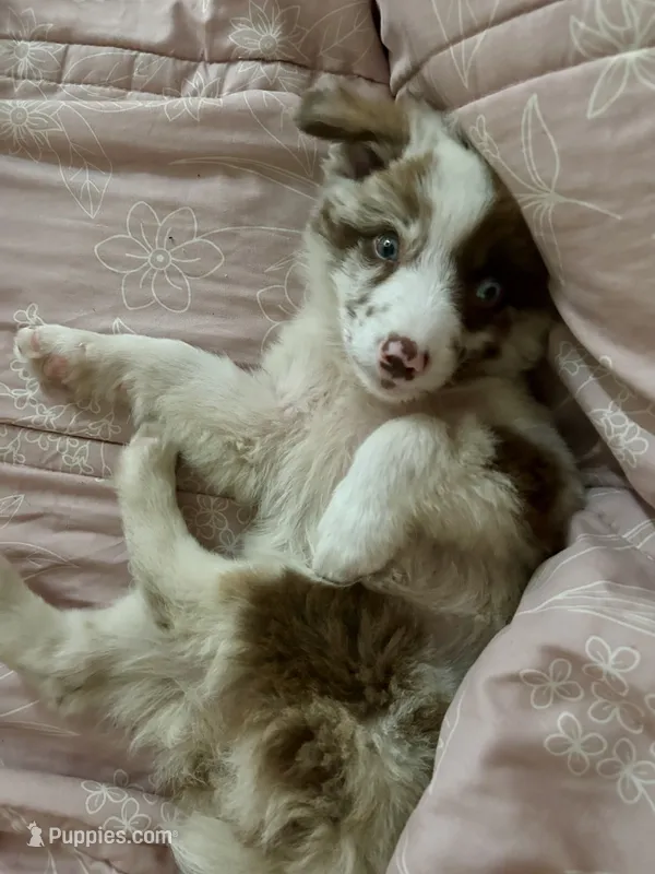 Pearl – Australian Shepherd puppy for sale in Romeo, MI