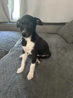 Abe, a male Rat Terrier for sale in Romeo, MI – 2 of 5