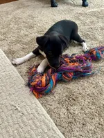 George, a male Rat Terrier for sale in Romeo, MI – 3 of 5