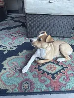 Johnny, a male Rat Terrier for sale in Romeo, MI – 5 of 8