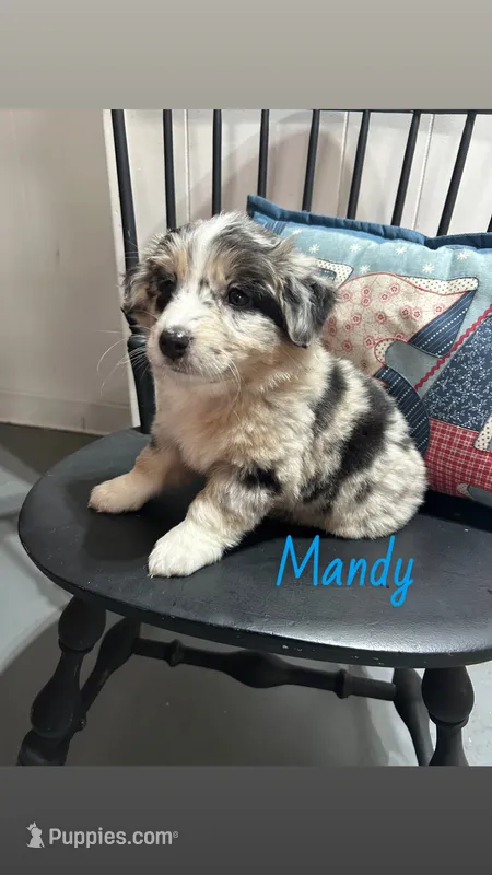 Mandy – Miniature Australian Shepherd puppy for sale in Romeo, MI