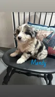 Mandy, a female Miniature Australian Shepherd for sale in Romeo, MI – 1 of 3