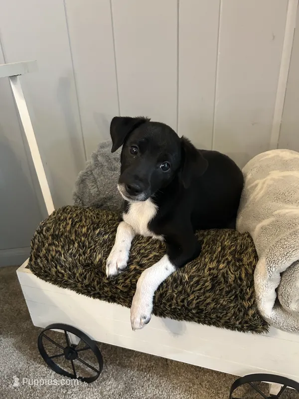 Goerge – Rat Terrier puppy for sale in Romeo, MI