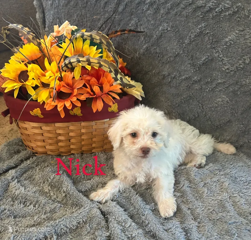 Nick – Shihpoo puppy for sale in Romeo, MI