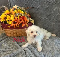 Nick, a male Shihpoo for sale in Romeo, MI – 1 of 2