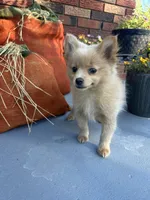 Joey, a male Pomeranian for sale in Romeo, MI – 3 of 5