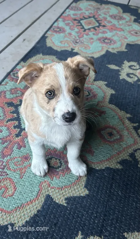Sheldon – Miniature Australian Shepherd puppy for sale in Romeo, MI