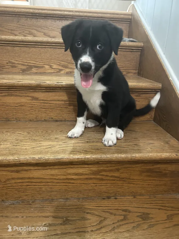 Rip – Australian Shepherd, Labrador Retriever puppy for sale in Romeo, MI