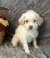 AJ, a male Shihpoo for sale in Romeo, MI – 2 of 2