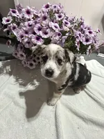 Georgie, a male Miniature Australian Shepherd for sale in Romeo, MI – 3 of 3