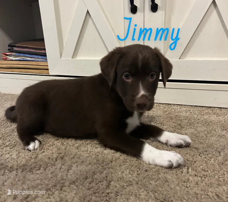 Jimmy – Australian Shepherd, Labrador Retriever puppy for sale in Romeo, MI