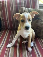 Johnny, a male Rat Terrier for sale in Romeo, MI – 2 of 8