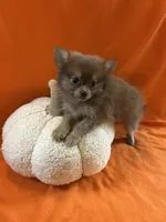 JC, a male Pomeranian for sale in Romeo, MI – 4 of 5