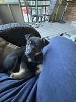 Jerry, a male Chihuahua for sale in Romeo, MI – 5 of 10
