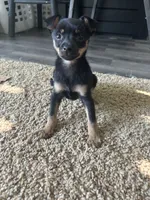 Jerry, a male Chihuahua for sale in Romeo, MI – 2 of 5