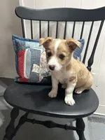 Sheldon, a male Miniature Australian Shepherd for sale in Romeo, MI – 2 of 3