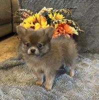 JC, a male Pomeranian for sale in Romeo, MI – 2 of 3