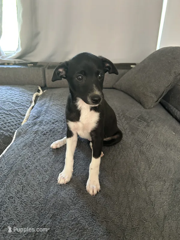 Abe – Rat Terrier puppy for sale in Romeo, MI