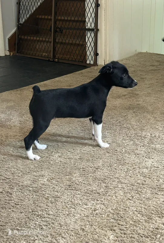Abe – Rat Terrier puppy for sale in Romeo, MI