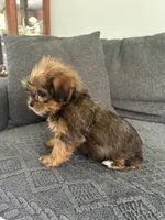 Justin, a male Shih Tzu and Yorkshire Terrier for sale in Romeo, MI – 2 of 6