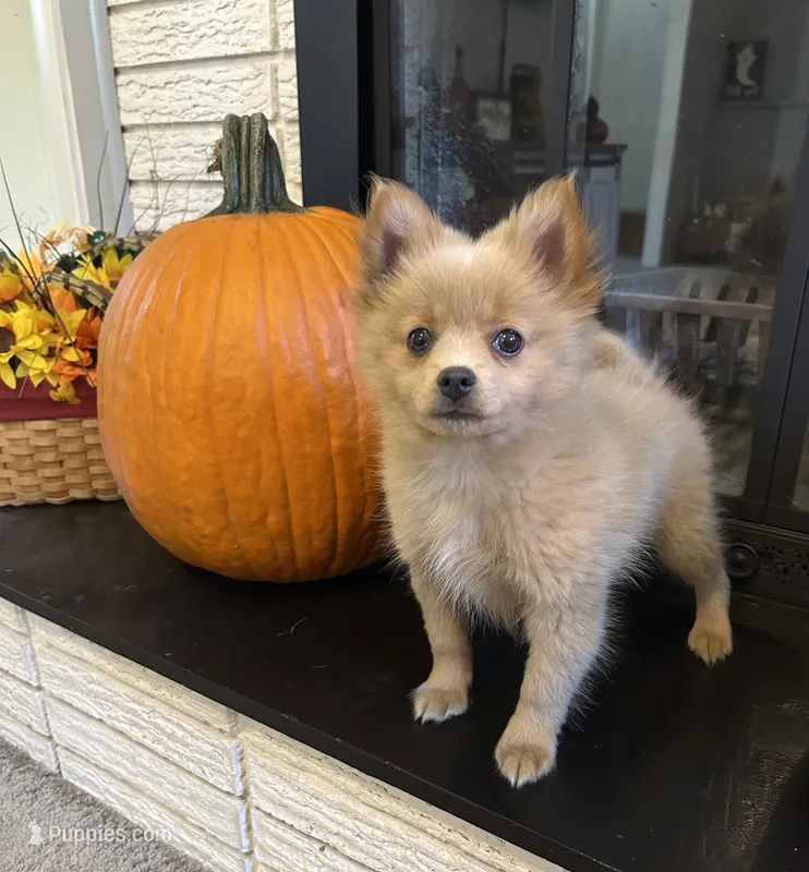 Joey, a male Pomeranian for sale in Romeo, MI – 1 of 5
