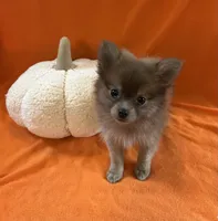 JC, a male Pomeranian for sale in Romeo, MI – 2 of 5