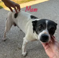 Betsy, a female Rat Terrier for sale in Romeo, MI – 6 of 7