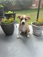 Johnny, a male Rat Terrier for sale in Romeo, MI – 7 of 8