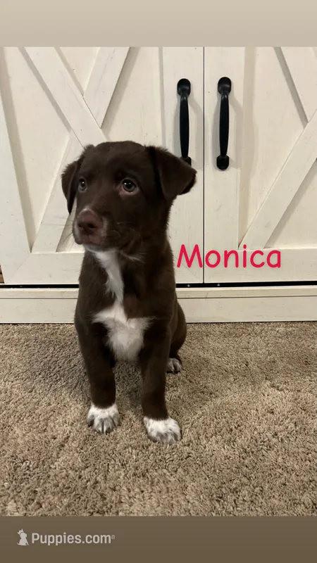 Monica – Australian Shepherd, Labrador Retriever puppy for sale in Romeo, MI