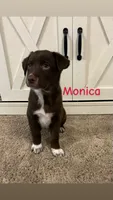 Monica, a female Australian Shepherd and Labrador Retriever for sale in Romeo, MI – 1 of 4