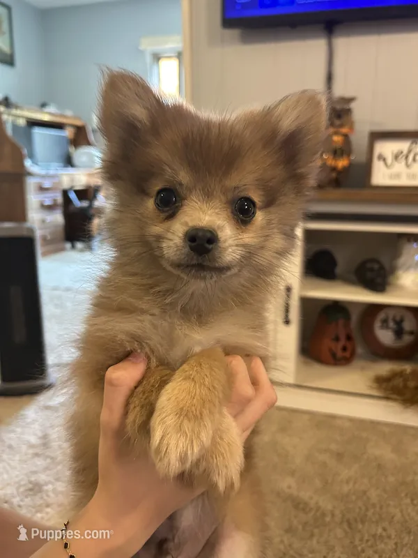 JC – Pomeranian puppy for sale in Romeo, MI
