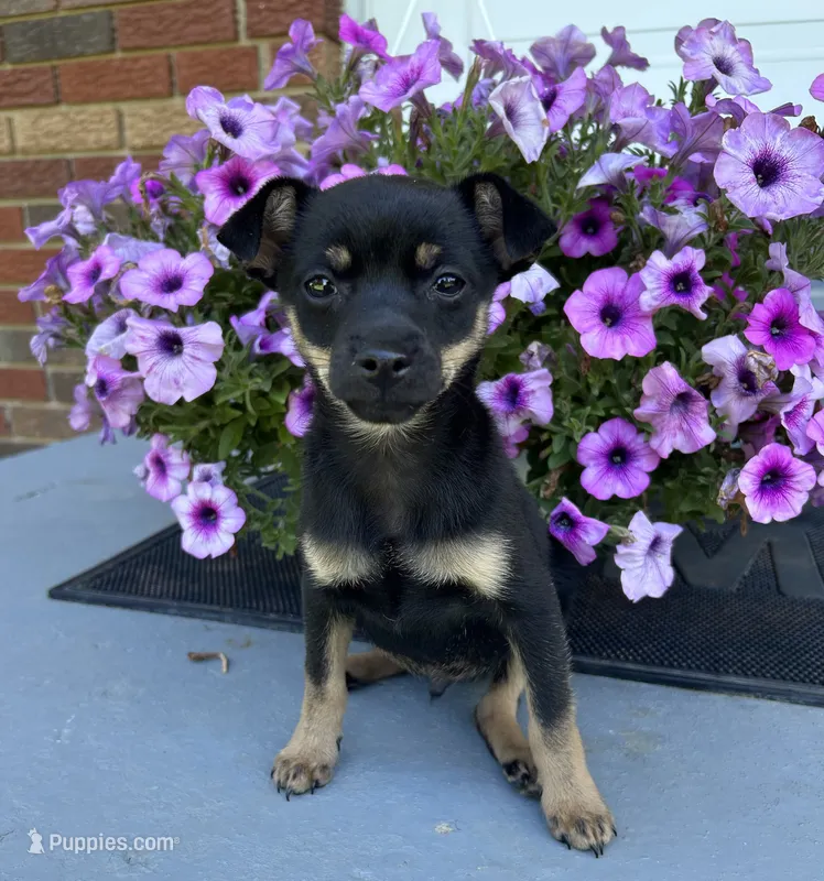 Jerry – Chihuahua puppy for sale in Romeo, MI