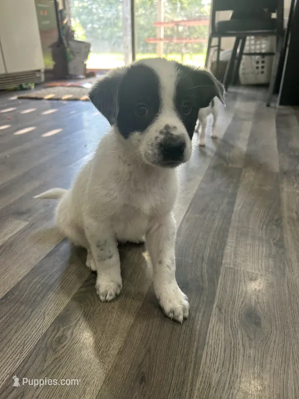 Clay – Australian Cattle Dog, Border Collie puppy for sale in Romeo, MI