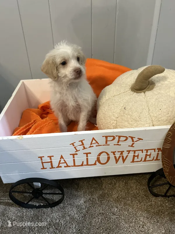AJ – Shihpoo puppy for sale in Romeo, MI