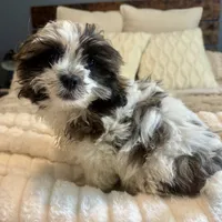 Luke, a male Bichon Frise and Shih Tzu for sale in Romeo, MI – 2 of 2