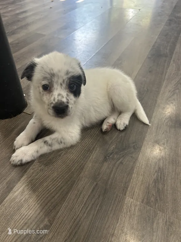 Tara – Australian Cattle Dog, Border Collie puppy for sale in Romeo, MI