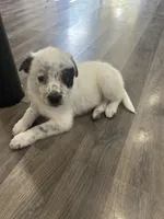 Tara, a female Australian Cattle Dog and Border Collie for sale in Romeo, MI – 1 of 1
