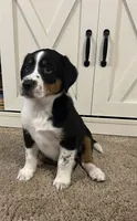 KC, a male Australian Shepherd and Labrador Retriever for sale in Romeo, MI – 2 of 4