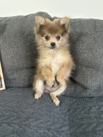 Jerry, a male Pomeranian for sale in Romeo, MI – 2 of 8