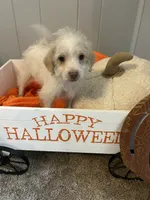 AJ, a male Shih Tzu and Poodle - Miniature  for sale in Romeo, MI – 6 of 8