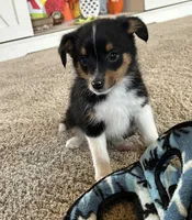 Lucas, a male Miniature Australian Shepherd for sale in Romeo, MI – Photo 2 of 7