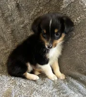 Lucas, a male Miniature Australian Shepherd for sale in Romeo, MI – Photo 3 of 4