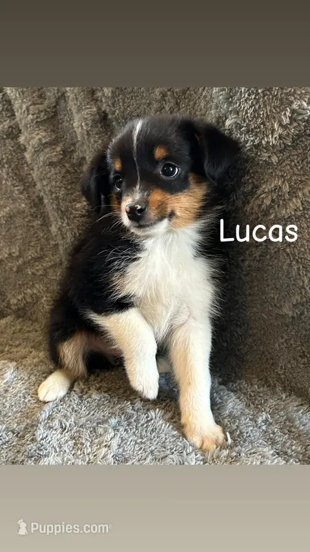 Lucas – Miniature Australian Shepherd puppy for sale in Romeo, MI